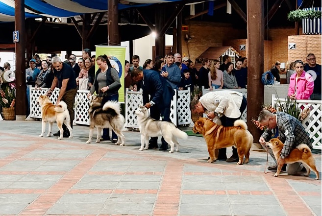 Exposição de Cães Raça Pura de Pomerode