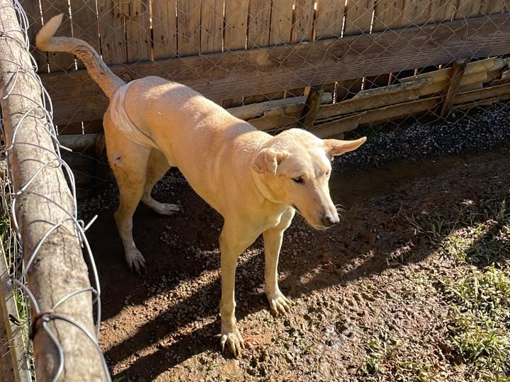 Polícia Civil de Blumenau prende casal por maus-tratos contra cães e gatos