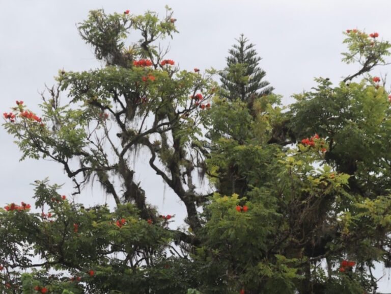 Ação ambiental em Pomerode retira árvores de espécie tóxica