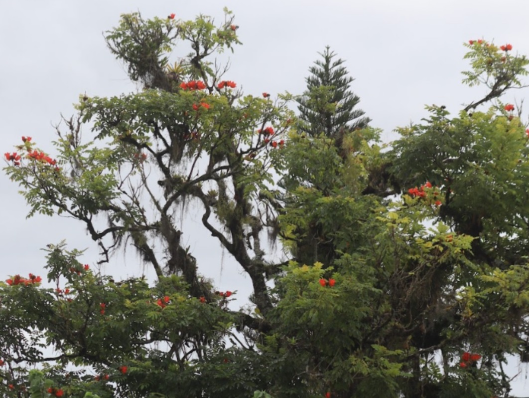 Ação ambiental em Pomerode retira árvores de espécie tóxica