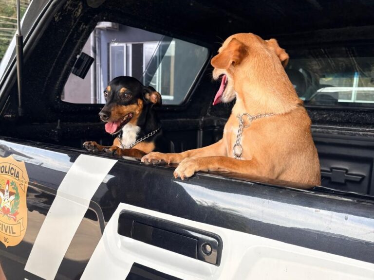 Polícia Civil registra dois casos de maus-tratos contra cães em Blumenau