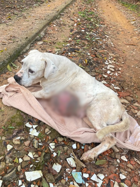 Polícia Civil registra dois casos de maus-tratos contra cães em Blumenau