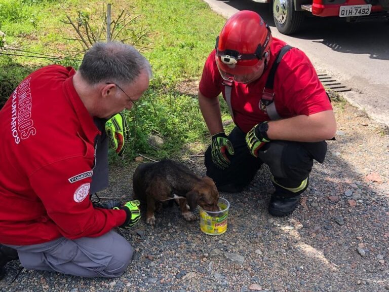 Bombeiros retiram cachorro de para-choque de veículo em Pomerode