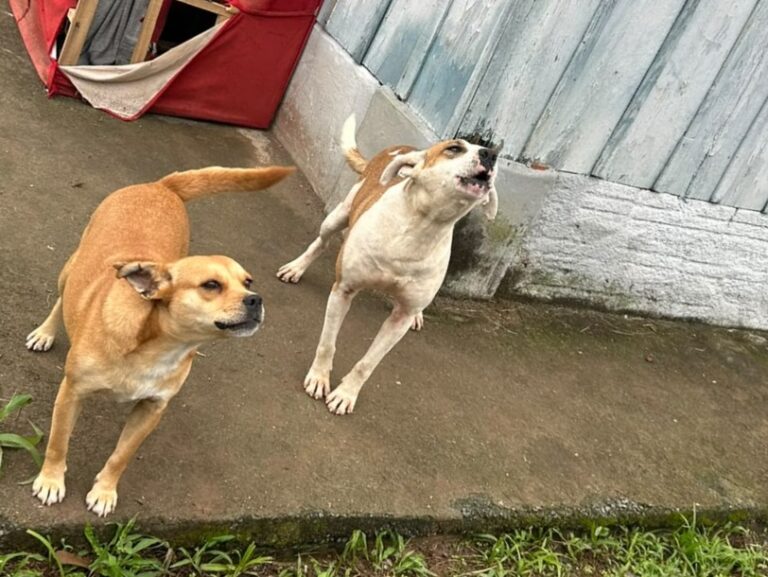 Polícia Civil prende tutora em flagrante, por abandono e maus-tratos a cães