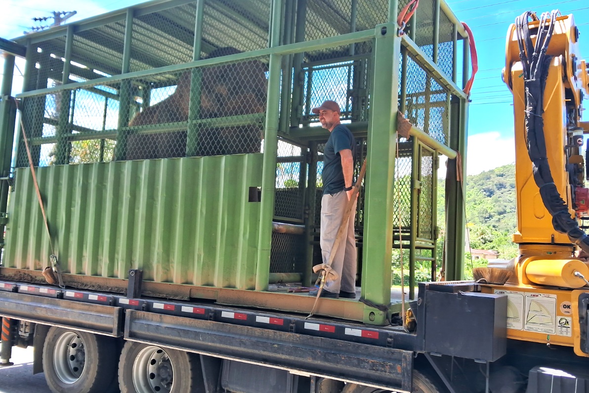 Elefanta Quênia é transferida para novo recinto no Zoo Pomerode