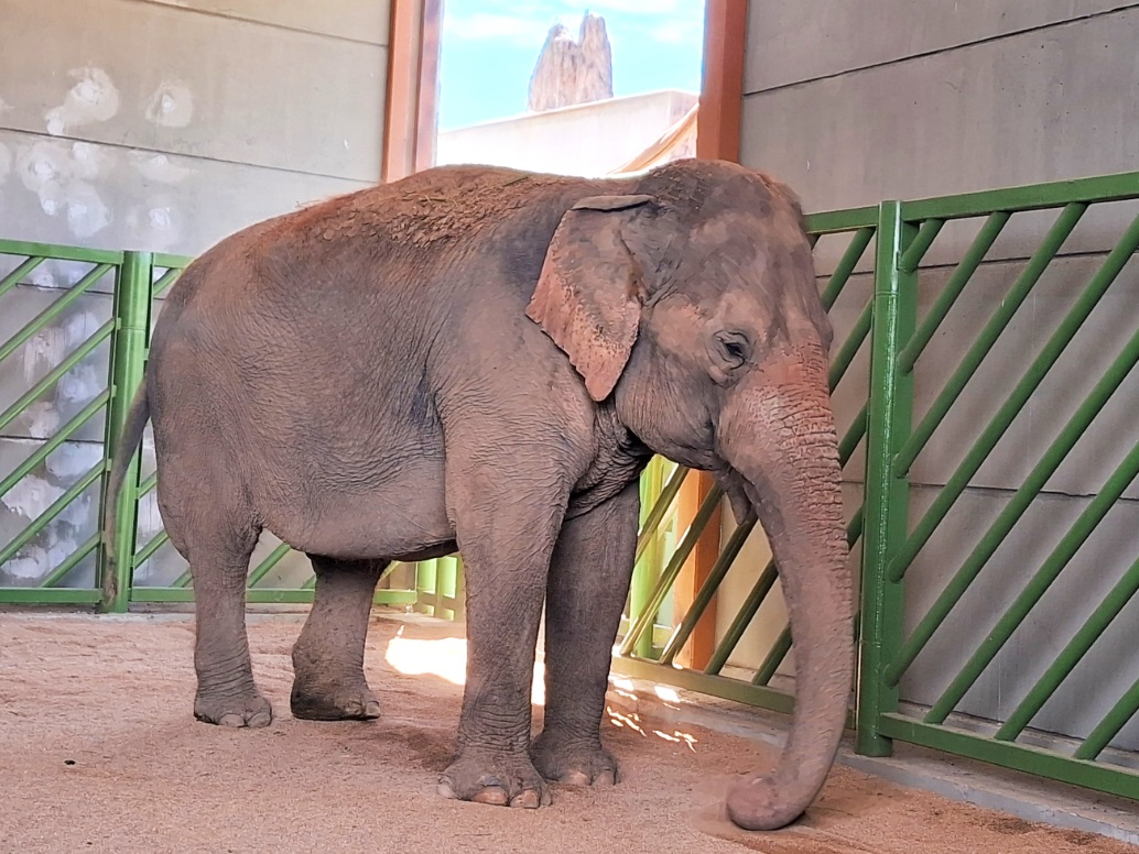 Elefanta Quênia é transferida para novo recinto no Zoo Pomerode