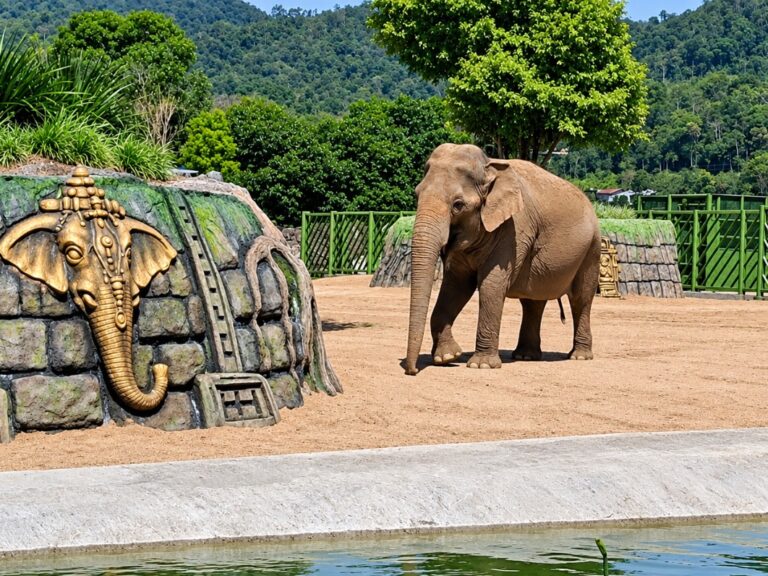 Elefanta Quênia é transferida para novo recinto no Zoo Pomerode